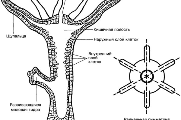 Ссылка адрес на кракен тор