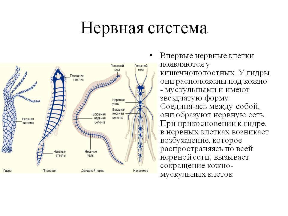 Кракен сайт нарк